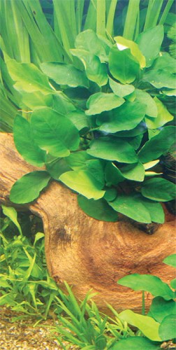 Anubias nana moederplant